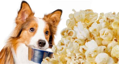 Can Dogs Eat Popcorn Can You Share This Tasty Treat With Your Dog