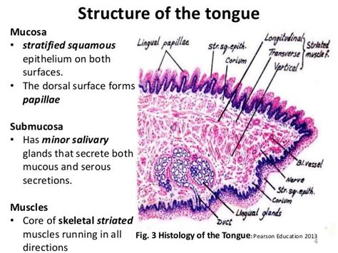 Tongue Histology Slide Labeled