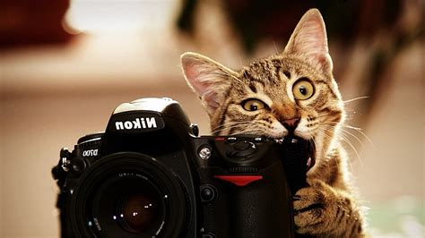 Cat Nikon Camera Animals Biting Wallpapers Hd