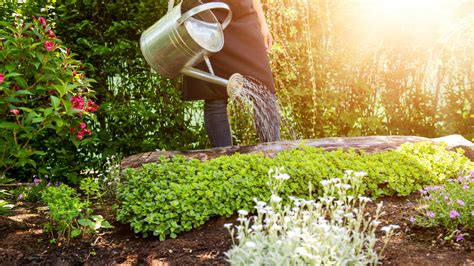 Gardening Calendar Three Top Gardening Jobs For June