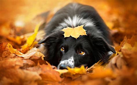 Fall Animals Wallpapers Wallpaper Cave