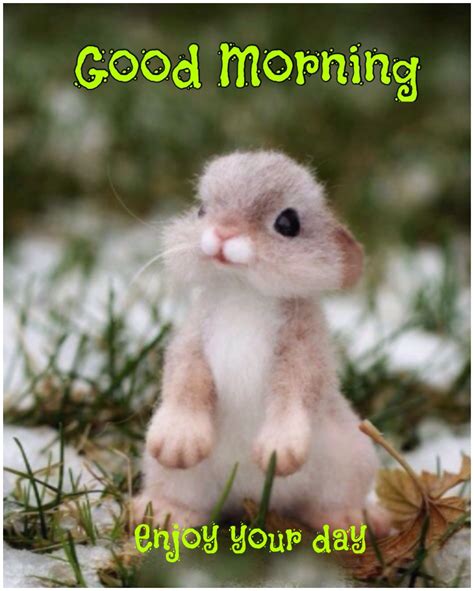 300 Good Morning Baby Animals Images Awasome News Blog