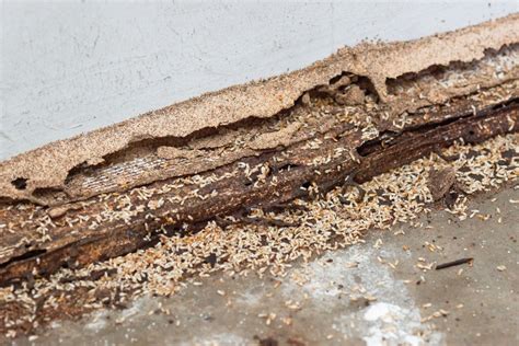 Signs You Have Termite Infestation Clint Miller Exterminating