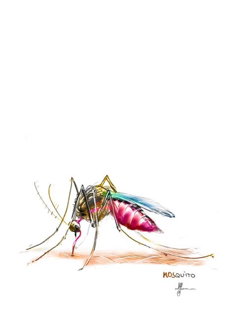 Sketchbook Mosquito