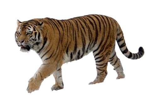 Tiger Png Transparent Background Image For Free Download 34 Png