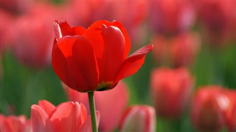 Red Tulips Wallpaper 1920x1080 51824