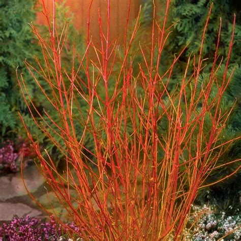The species, cornus sanguinea, is native to most of europe and western asia, including some parts of the. Cornus sericea 'Midwinter Fire' #Gardening - My Favorite ...