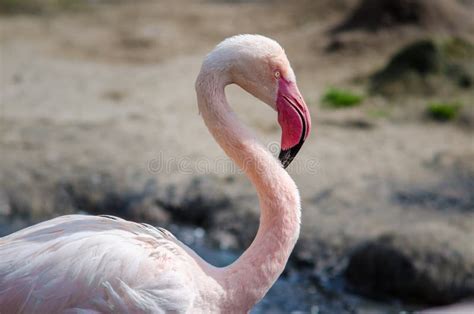 Close Up Pink Flamingo Portrait Stock Photo Image Of Elegance Orange