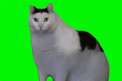 Cat Dancing Green Screen Video Download Archives Video Meme