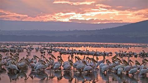 Lago Nakuru Lago Naturaleza Kenia
