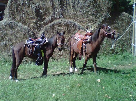 Sugar Creek Carriages Pony Rides At Sugar Creek Ranch And Sugar Creek