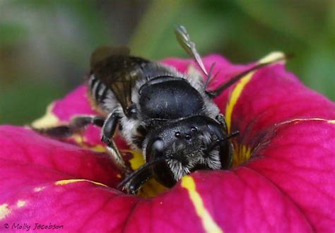 Megachile Megachile Mendica Bugguidenet