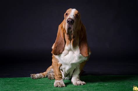 Basset Hound Wallpapers Wallpaper Cave