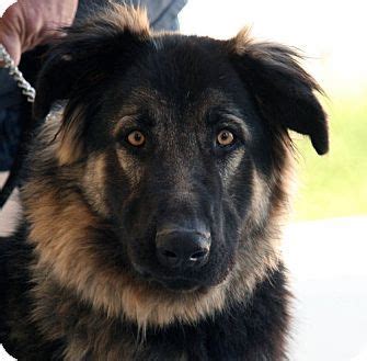 Adoptions are now by appointment only. German Shepherd Dog Mix Dog for adoption in Palmdale ...