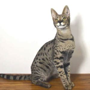 It is a cross between a serval and a domestic cat. Savannah Cat Prices Explanation of How Savannah cats are ...