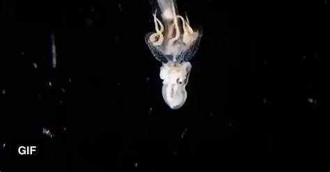 Octopus Riding Around On A Jellyfish 9gag