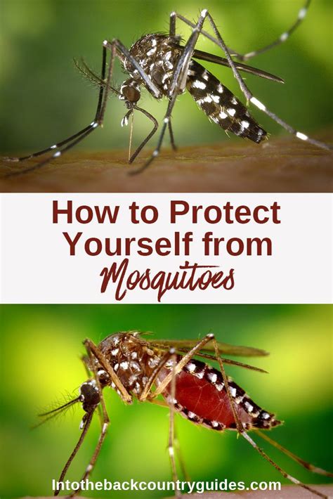 How To Protect Yourself From Mosquitoes When Hiking Mosquito