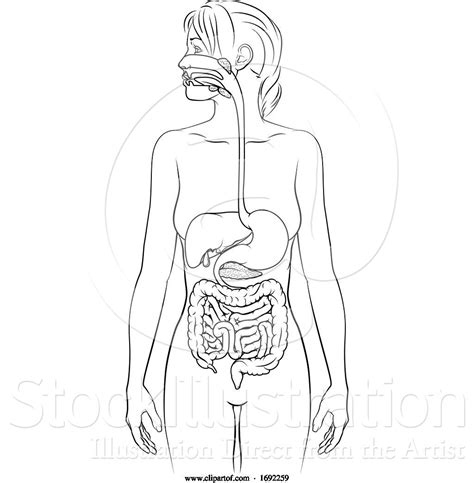 Vector Illustration Of Human Digestive System Lady Anatomy Diagram By