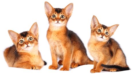 Abyssinian Breeders Australia Abyssinian Info And Kittens
