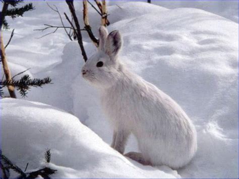 Snowshoe Hare Gates Of The Arctic National Park And Preserve Us