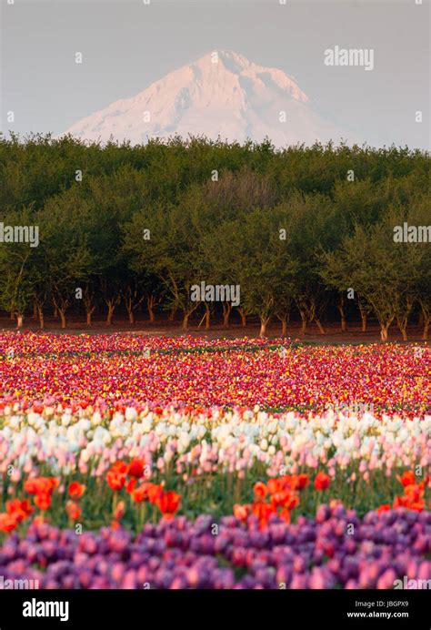 Multiple Colors Of Tulips Grow In The Field With Mt Hood Beyond Stock