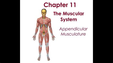 Anatomy Chapter 11 Appendicular Muscles Youtube