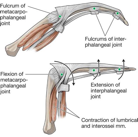 The Forearm Wrist And Hand Musculoskeletal Key