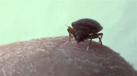 What A Bed Bug Looks Like Feeding On You Youtube