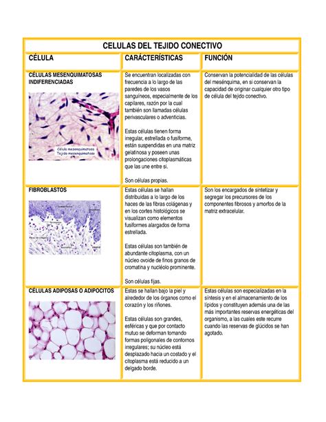 Cuadro De Características De Las Células Del Tejido Conectivo Celulas