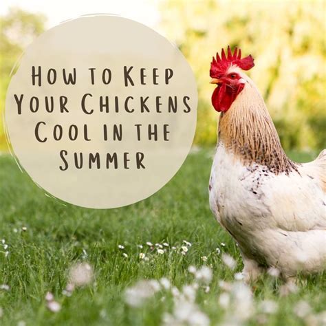 How To Keep Chickens Cool In The Summer PetHelpful