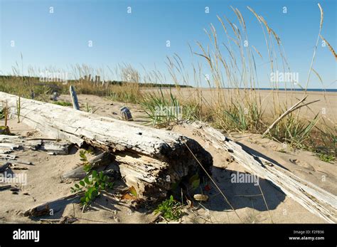 Pomeranian Coast White Sea Russia Arkhangelsk Region Stock Photo Alamy