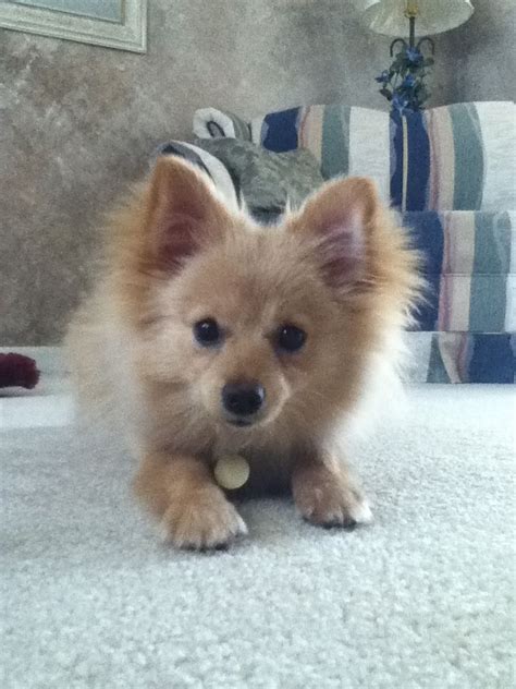 6 5 Months Old Special Pomeranians Dog Puppy For Sale Or Adoption