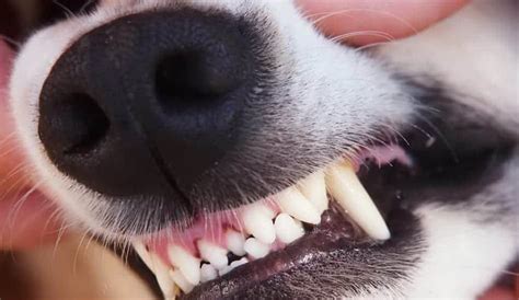 The Mystery Behind Dog Teeth Chattering All The Answers • Doggytastic