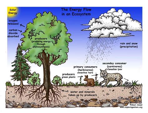 Nutrient Cycle Of Trees