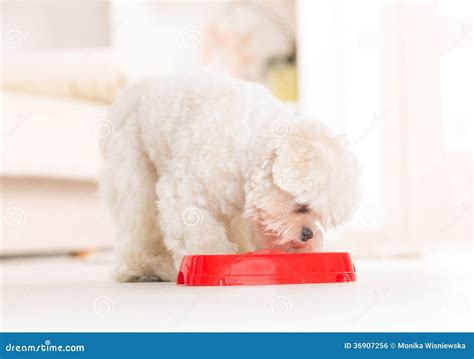 Dog Eating Food From A Bowl Stock Photo Image Of Nutrition Little