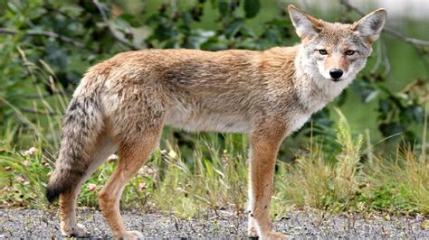 Rabid Coyote Detected In Charles County Health Alert Issued