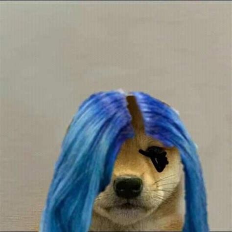 Pin By Krazy Kookies On Dog Dog Images Animal Memes