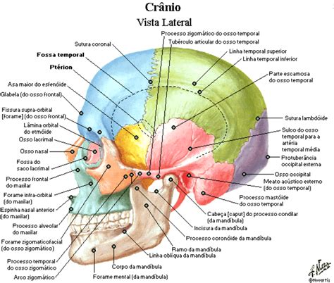 Atlas De Anatomia Humana Em Imagem