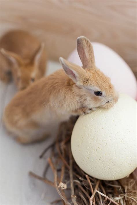 Easter Bunny Eggs And Flowers Stock Image Image Of Brown Chow