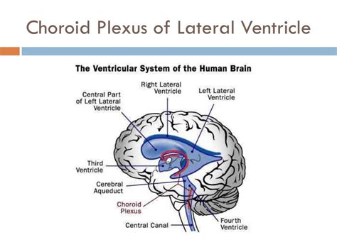 Ppt Anatomy Of The Cerebral Ventricles Powerpoint Presentation Free