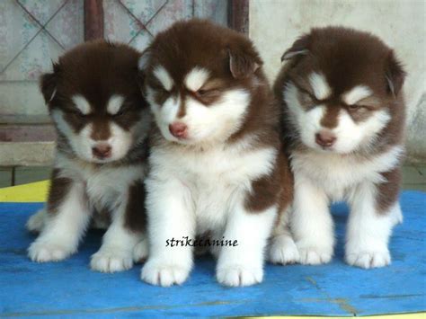 Alaskan Malamute Puppies For Salestrikecanine 111731