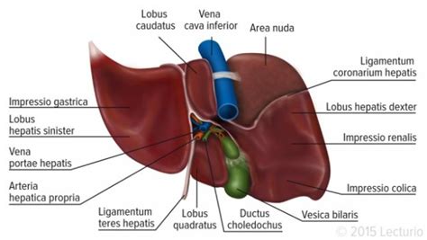 You will commonly see them when looking at anatomical models and prosections. The Liver: Anatomy, Functions, and Diseases | Medical Library