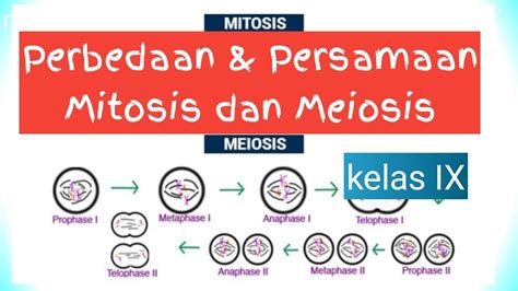 Fungsi Pembelahan Mitosis Dan Meiosis Manfaat Dan Perbedaan Blog