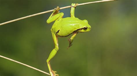 Funny Frog Wallpaper 43 Images