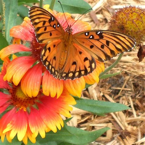 Julie Ann Brady Blog On Gulf Fritillary Butterfly