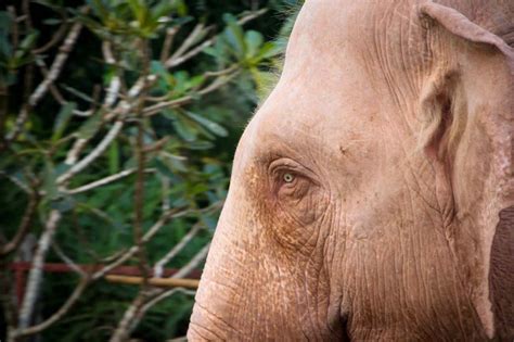 Improving Life For Yangons White Elephants Frontier Myanmar