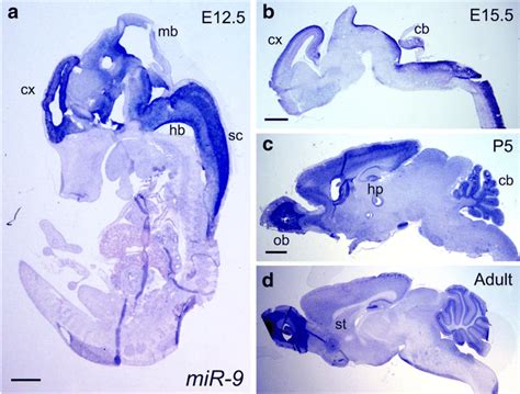 Mir 9 Is Expressed In The Mouse Developing And Adult Central Nervous