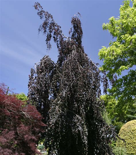 Fagus Sylvatica Purple Fountain Weeping Purple Beech Tree Kigi