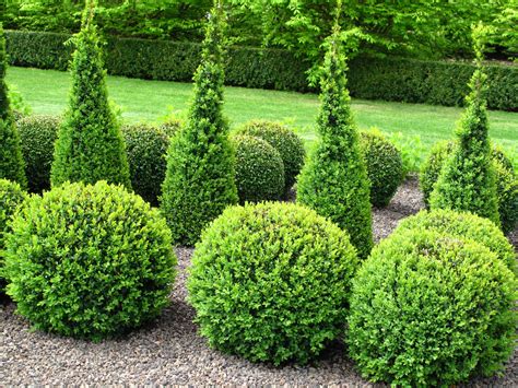 11 Best Topiary Plants To Grow