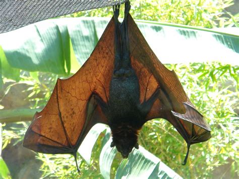 Malayan Flying Fox Aka Fruit Bat A Photo On Flickriver